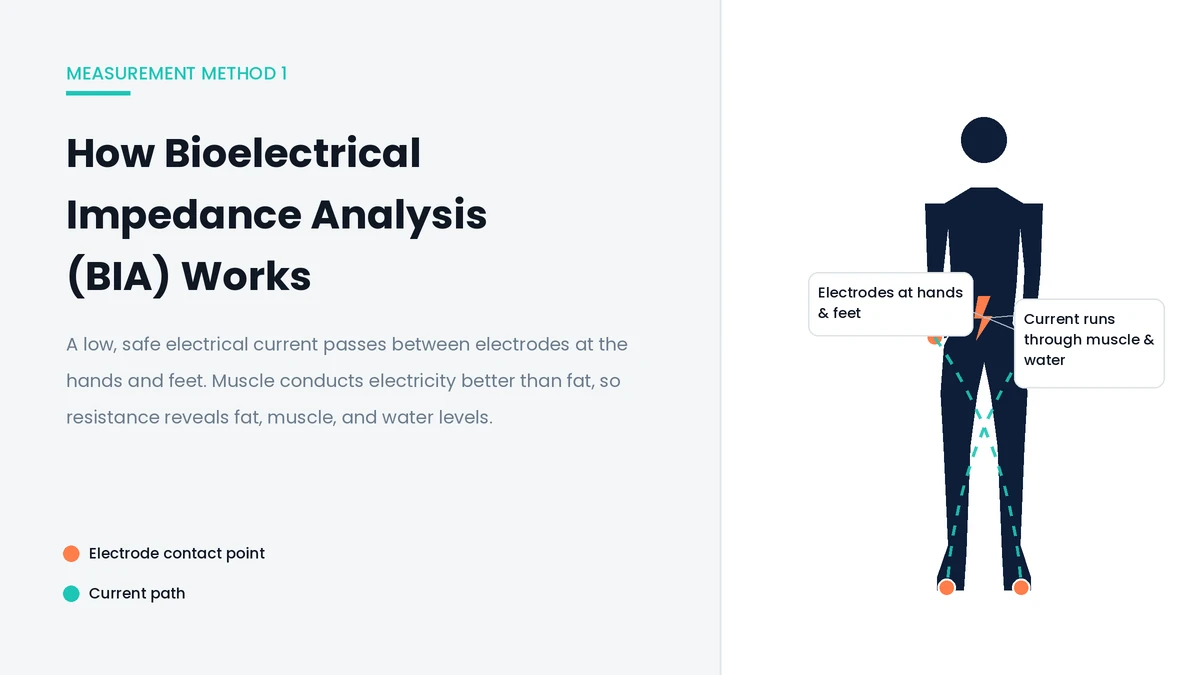 Diagram of bioelectrical impedance analysis BIA body composition scan showing electrode placement at hands and feet